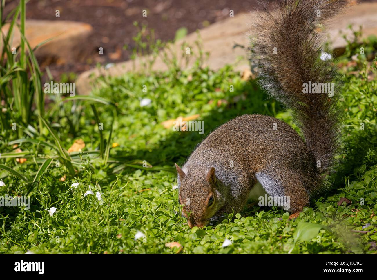 A gray squirrel forages for food in backyard. Stock Photo