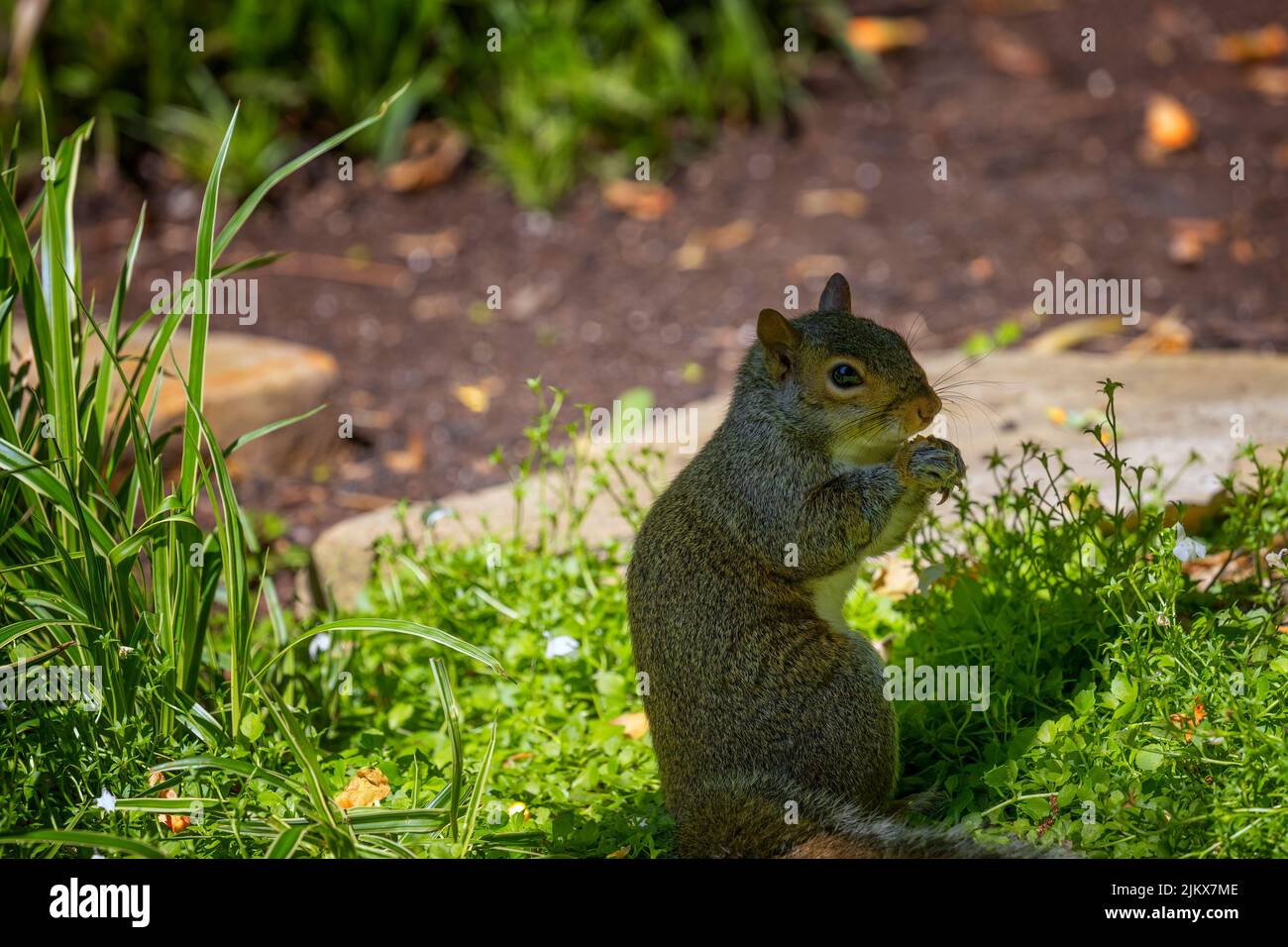 A gray squirrel sits on haunches eating in a garden. Stock Photo