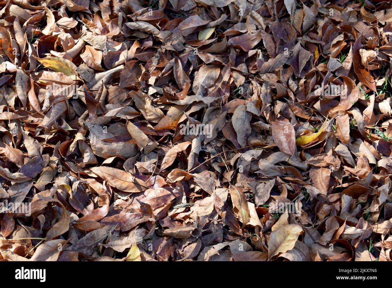 dry autumn leaves on the floor in natural light, illuminated by the sun and with shadows Stock Photo