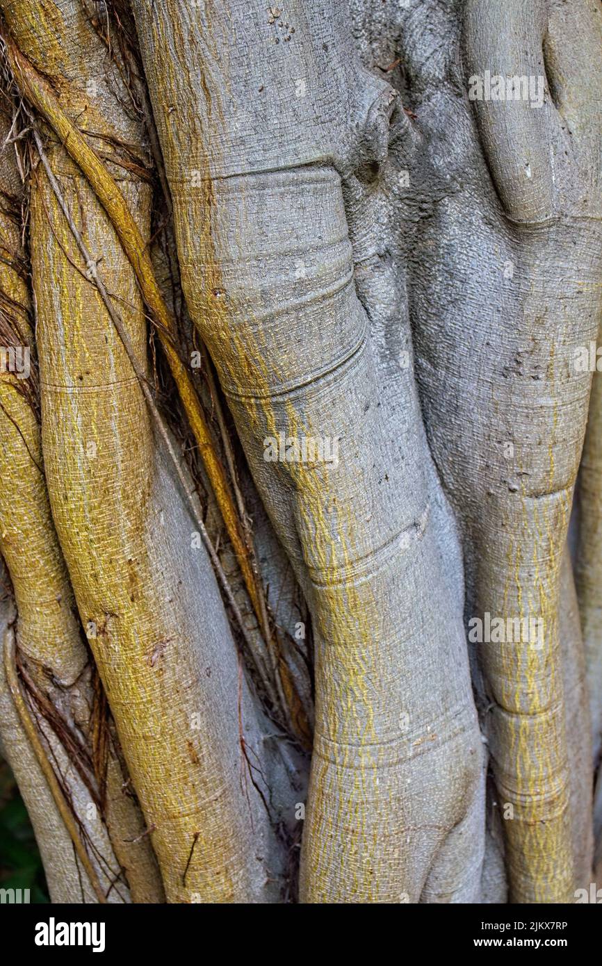 A cluster of tree trunks at the La Brea Tar Pits, Los Angeles, Californ