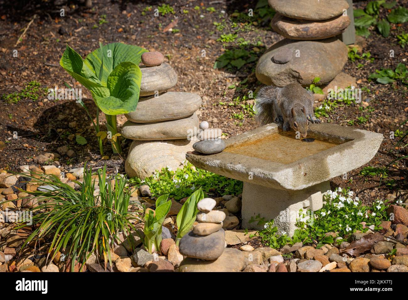 A gray squirrel quenches his thirst from a small birdbath in a garden. Stock Photo