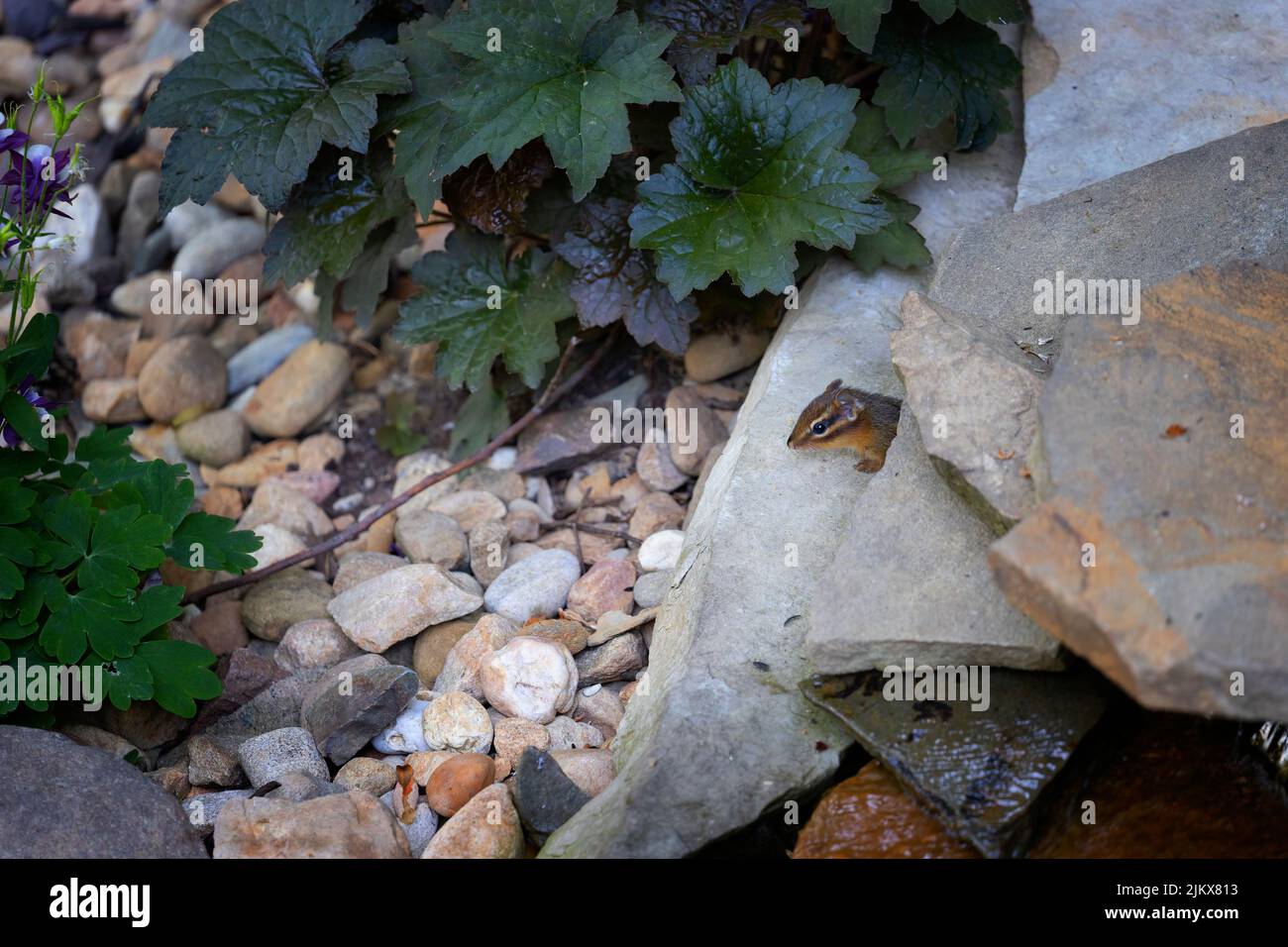 Close up of a small chipmunk poking his head out of his hiding place of rocks. Stock Photo