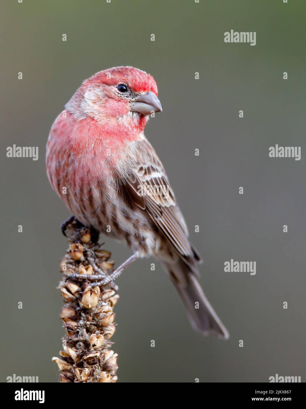 Finch house hi-res stock photography and images - Alamy