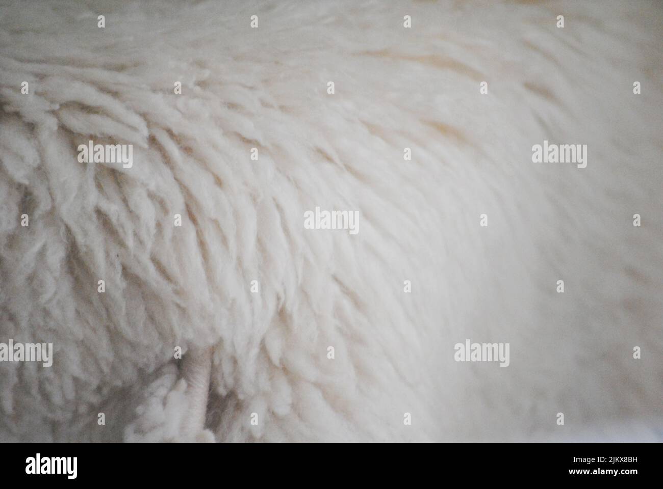 leather with white sheep wool to decorate interiors Stock Photo