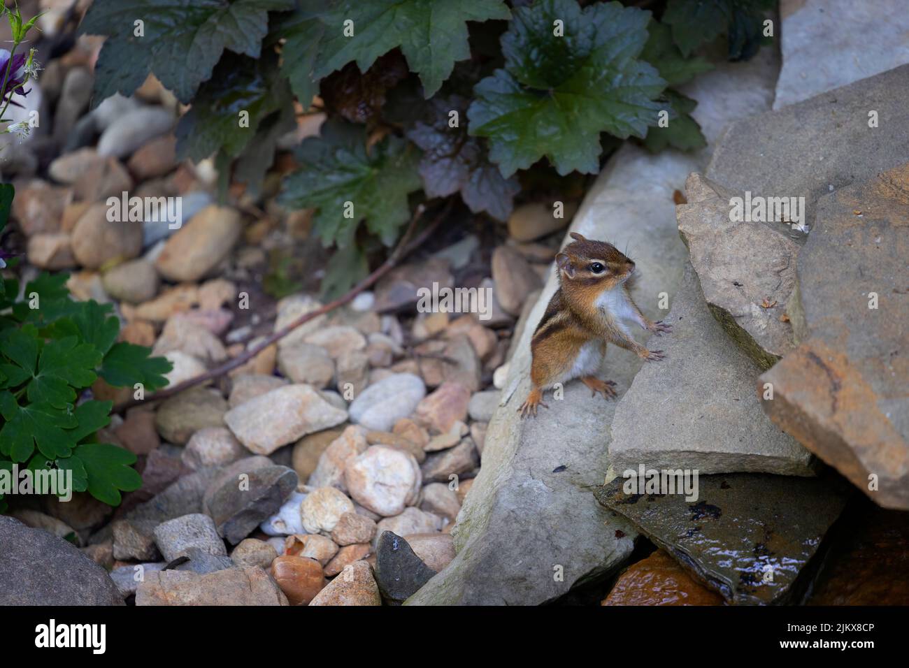 Close up of a cute little chipmunk standing on a rock Stock Photo