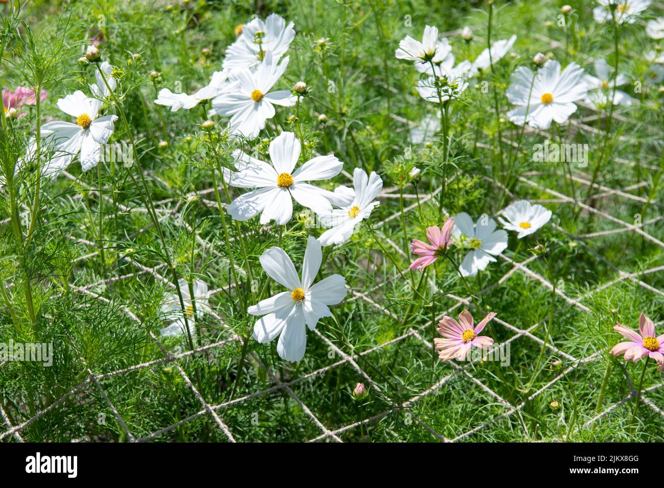 jute netting plant support - cosmos plants supported by jute netting placed  horizontally - uk Stock Photo - Alamy