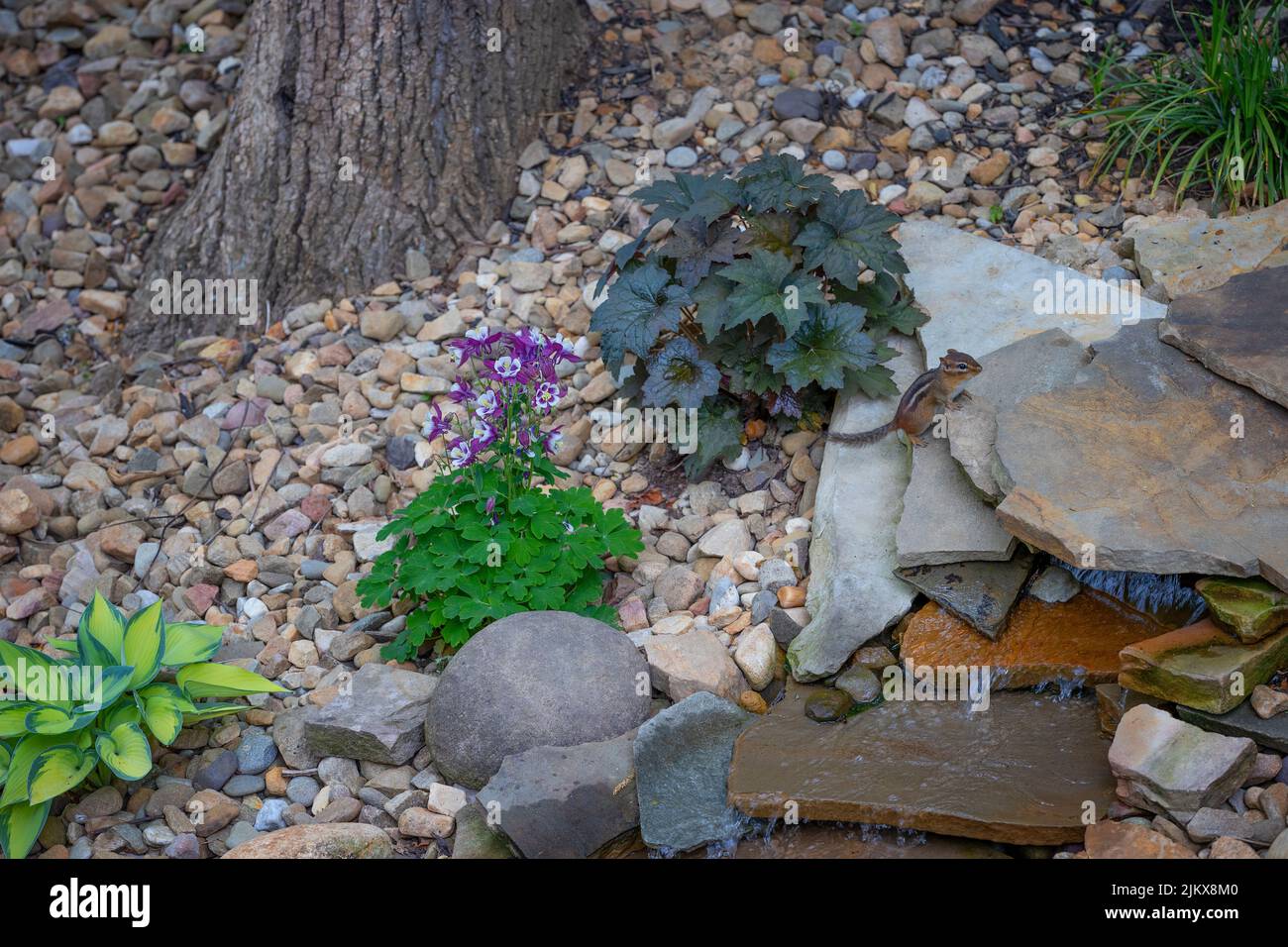 Chipmunk climbs up rocks of a backyard water feature. Stock Photo