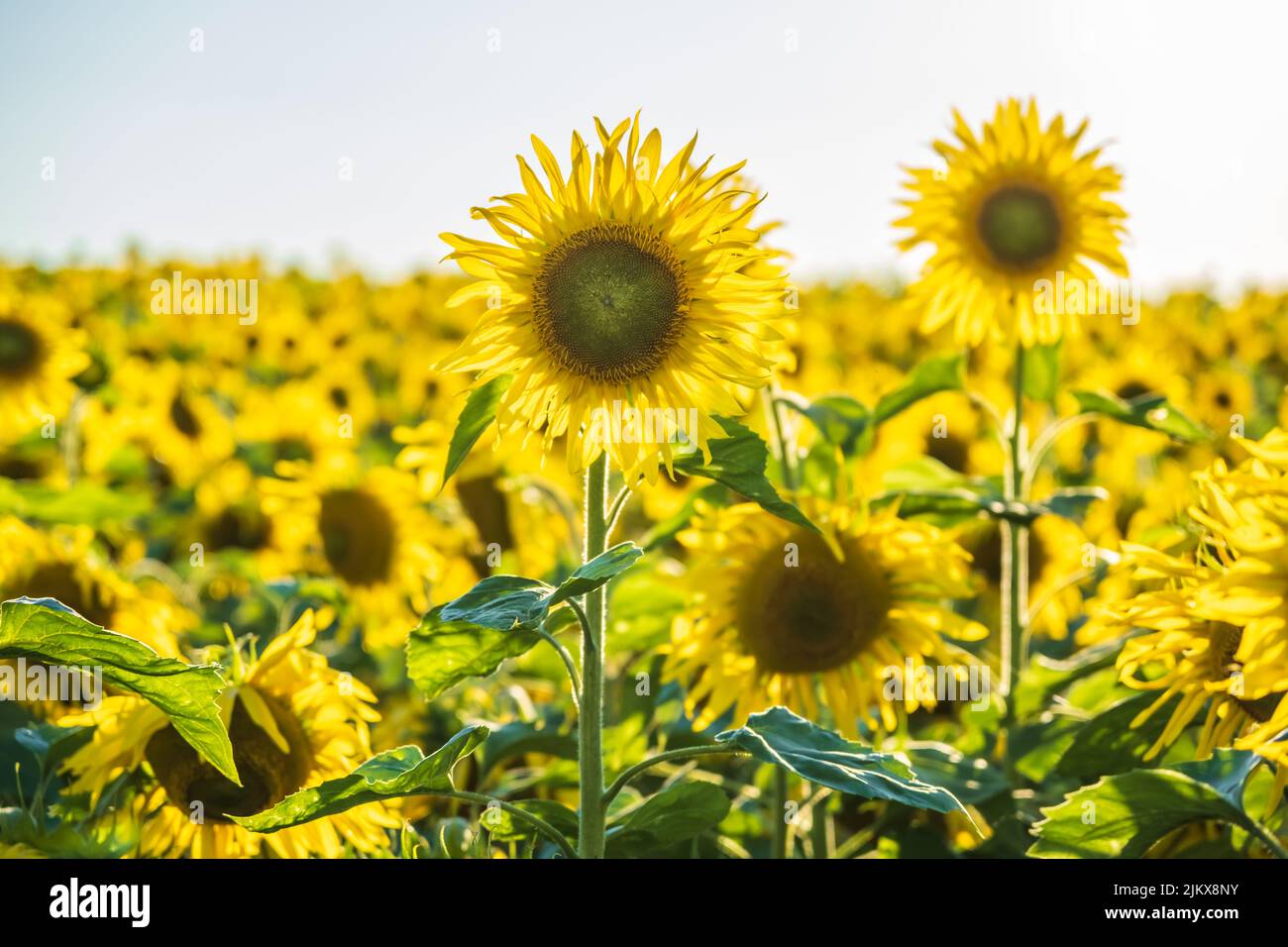 panorama in field of blooming bright yellow sunflowers in sunny day ...