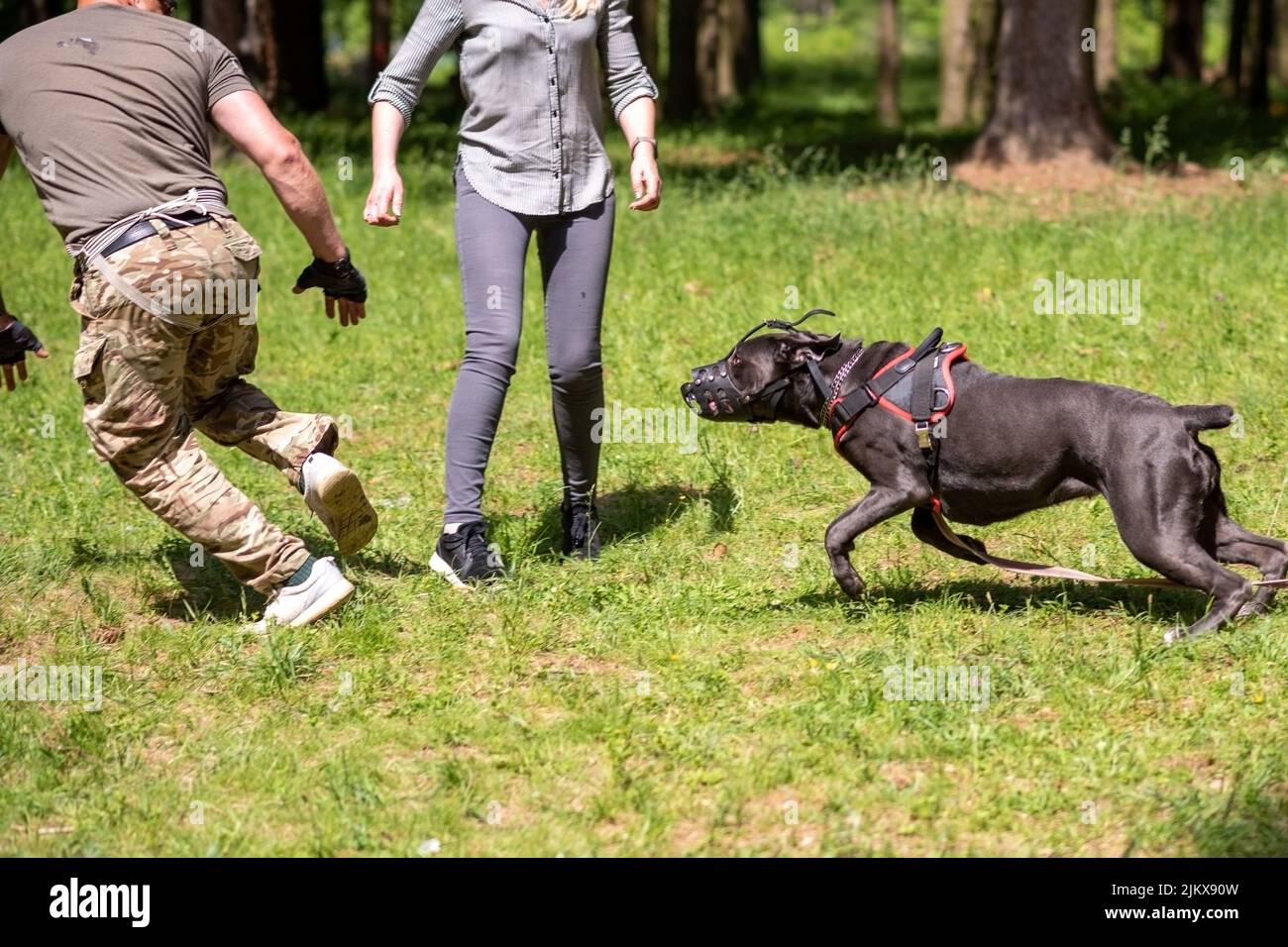 Cane Corso attacking dog handler during aggression training. High