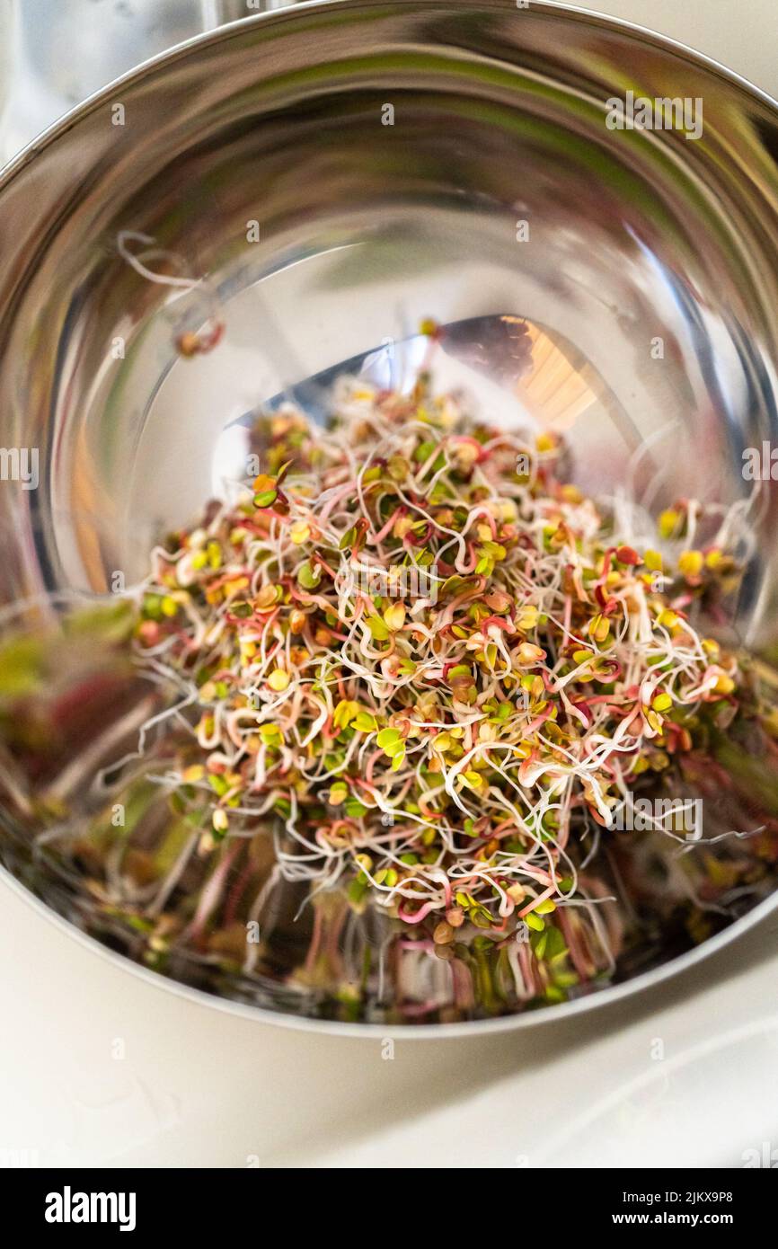 Growing sprouts in a jar Stock Photo Alamy