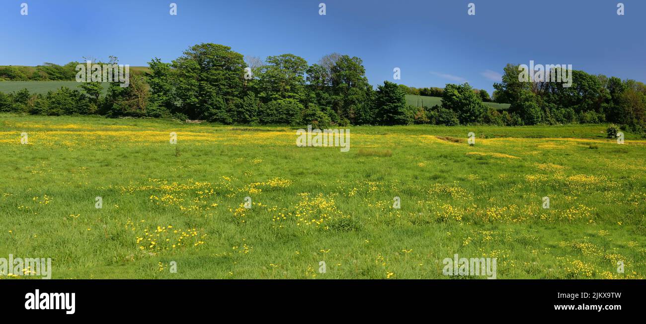 Buttercups in the Cuckmere river valley at Alfriston, East Sussex. Stock Photo