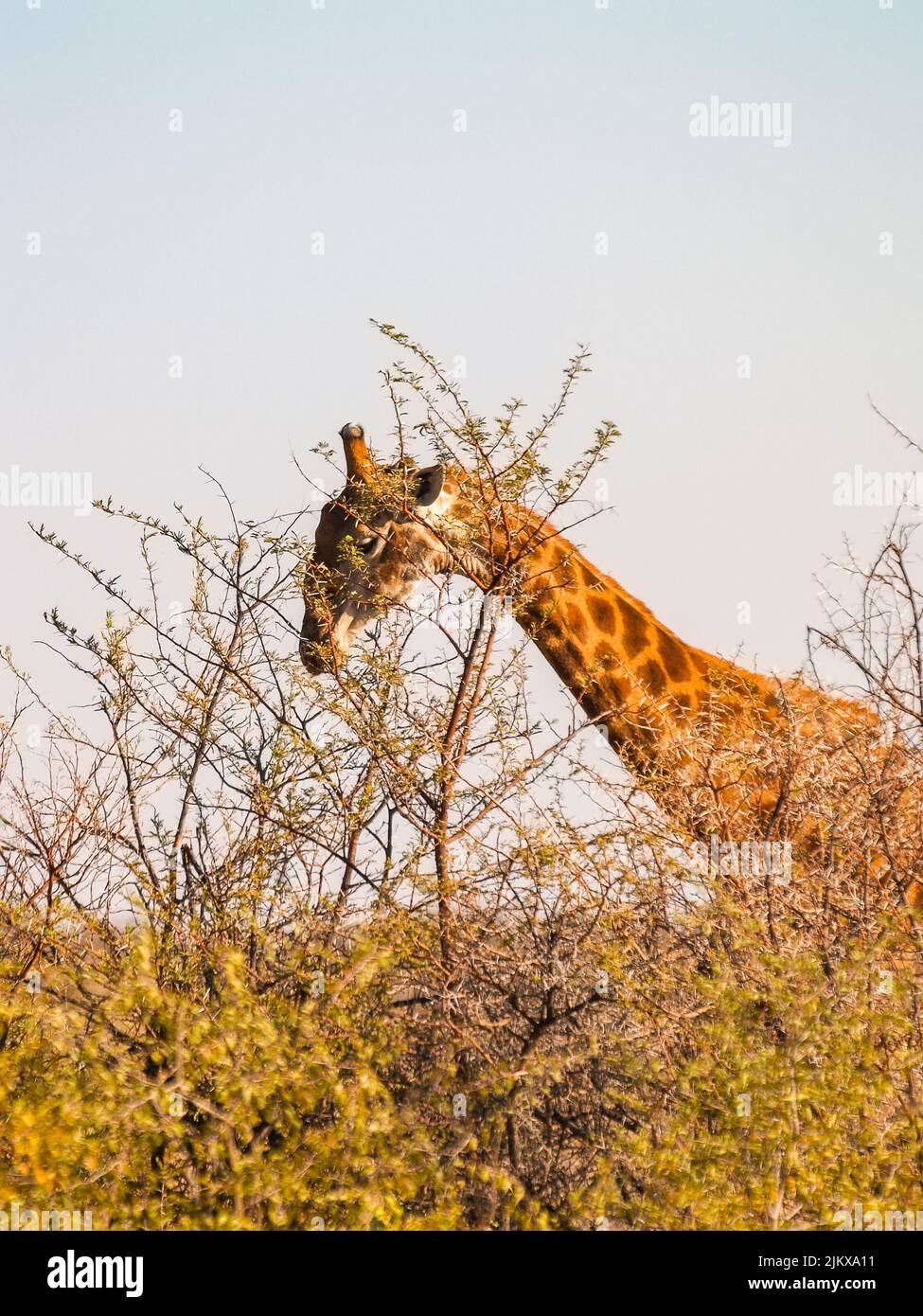 Tall giraffe feeding on spiky acacia trees in Madikwe Reserve South Africa Stock Photo