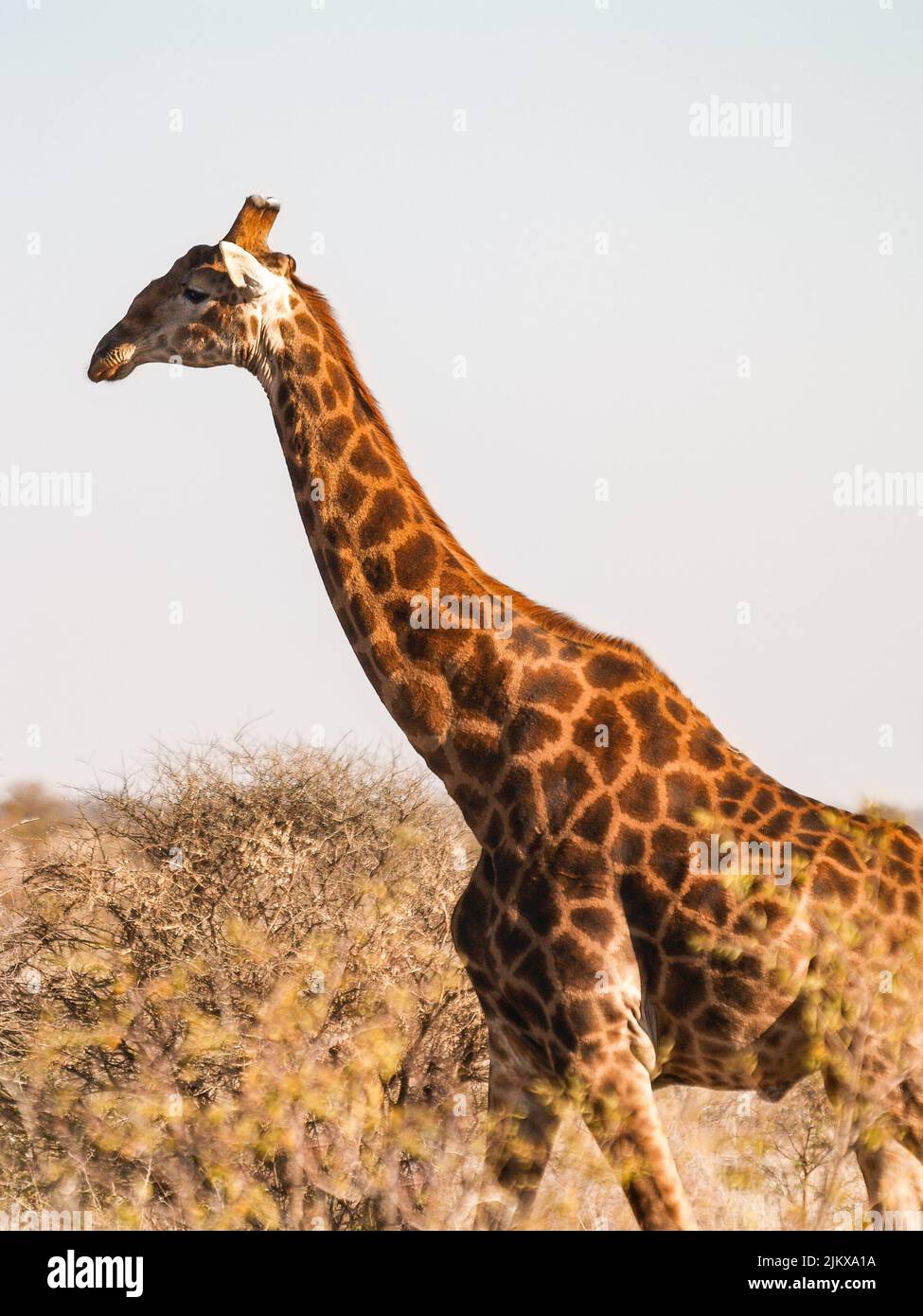 Tall giraffe in Madikwe Reserve South Africa Stock Photo