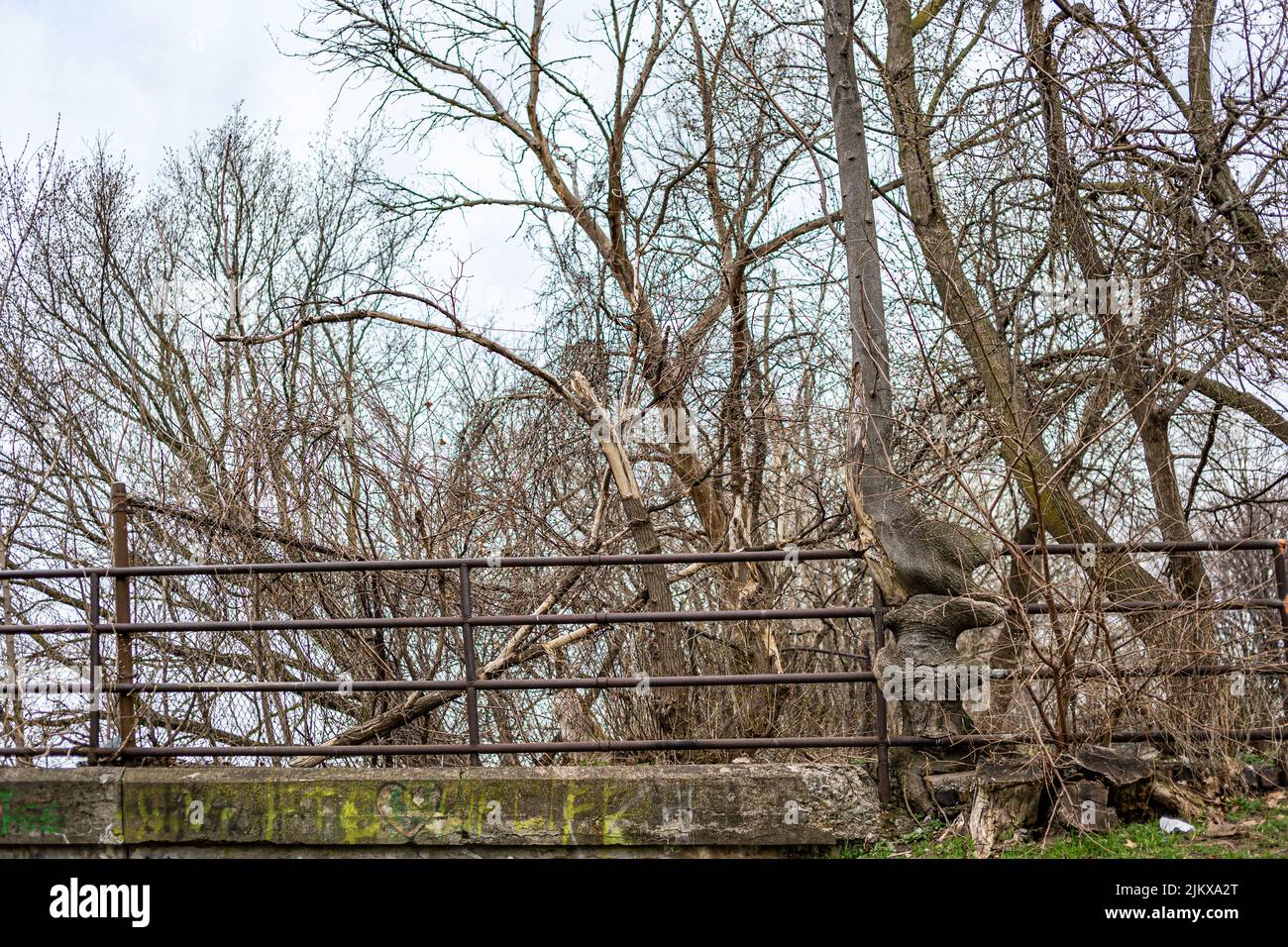 A tree growing and swallowed the old rusty iron railing Stock Photo