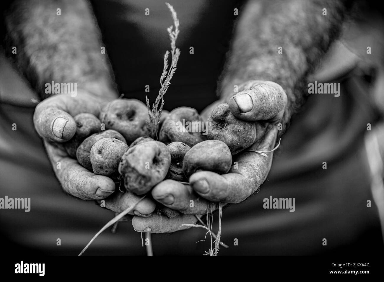 Harvest of the canarian potato known as papa bonita in Icod El Alto Stock Photo