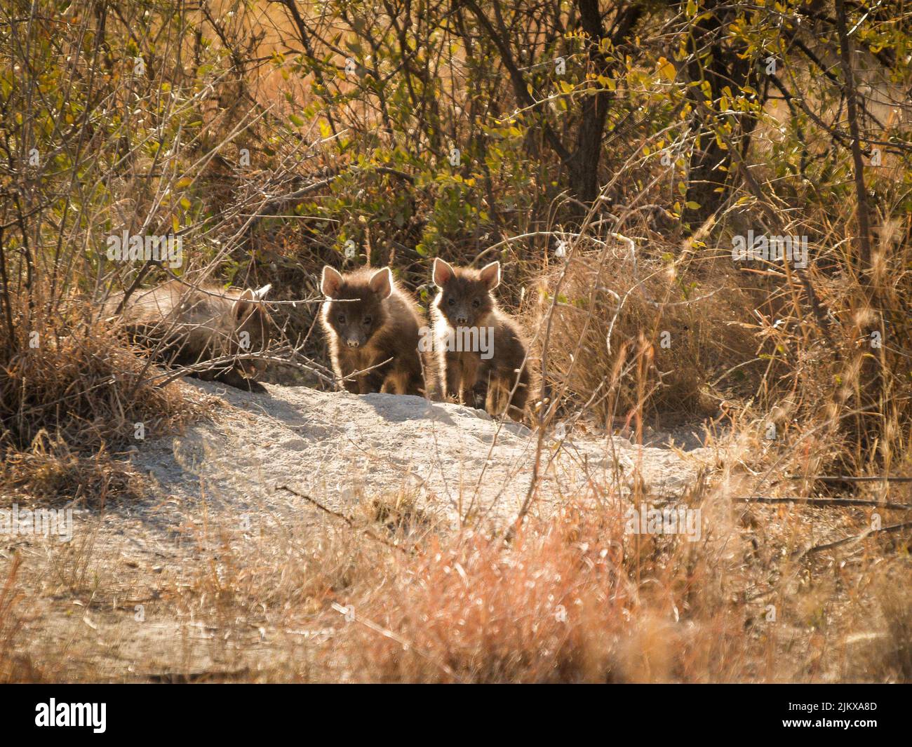 Three hyena cubs emerge from den back-lit by morning sun in Madikwe Reserve, South Africa. Stock Photo