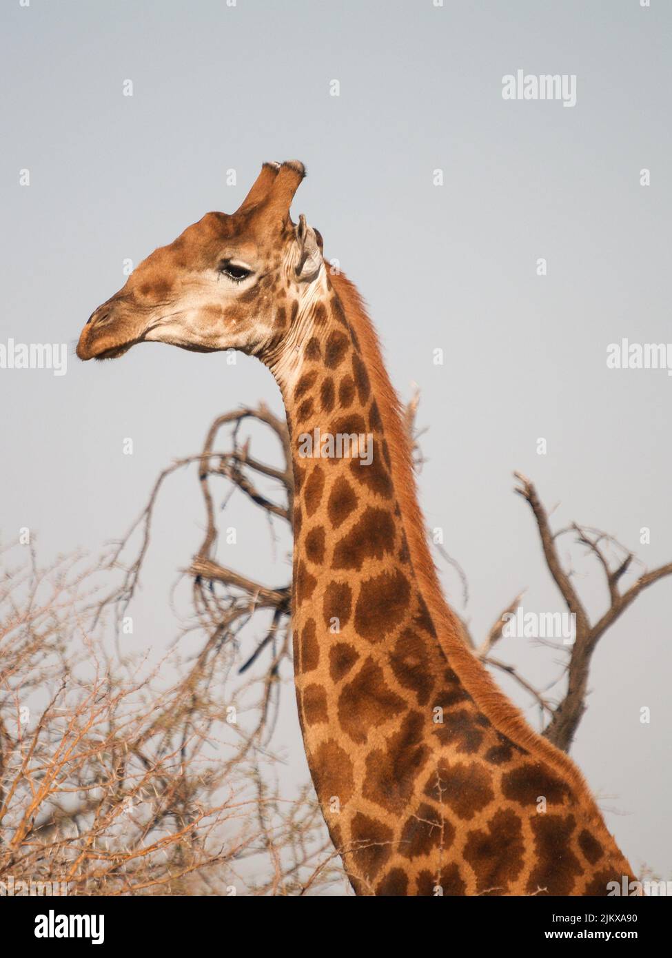 Tall giraffe in Madikwe Reserve South Africa Stock Photo