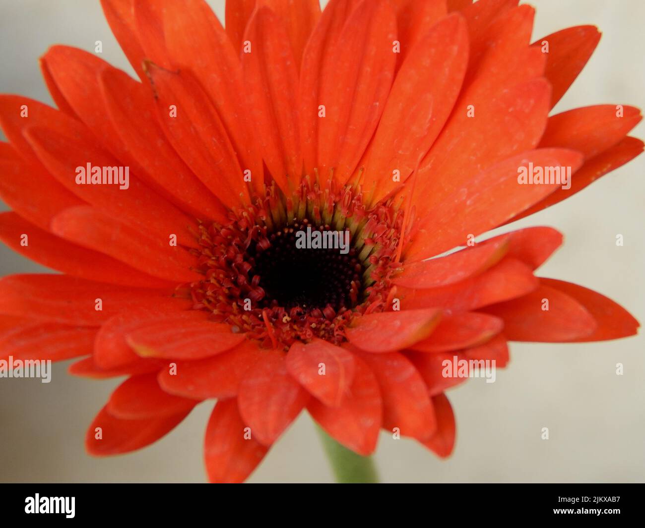 A closeup shot of a red daisy flower Stock Photo