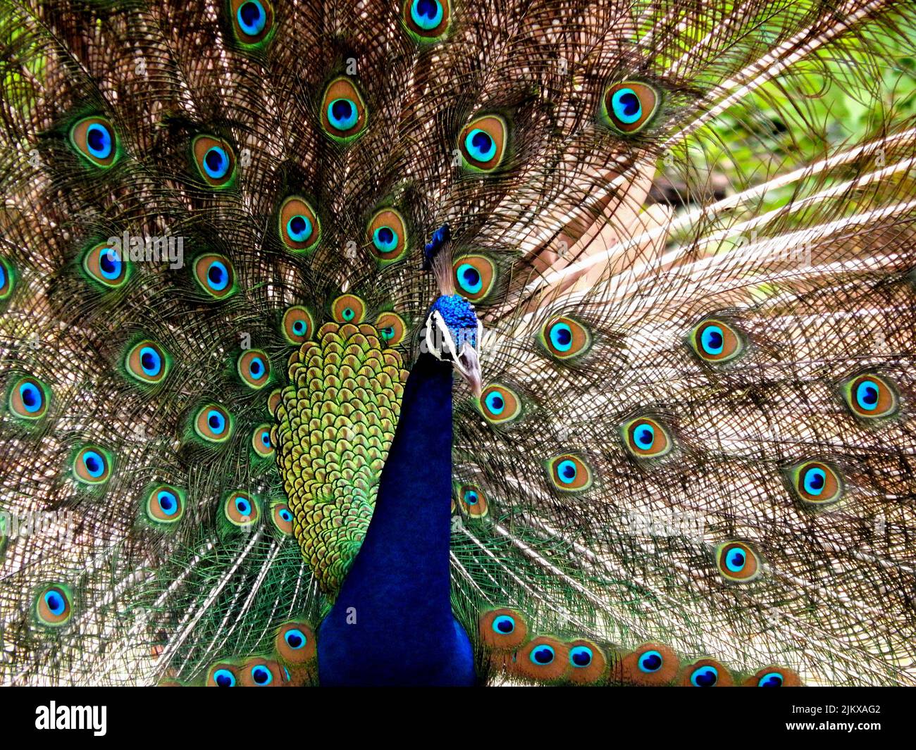 National bird of india hi-res stock photography and images - Alamy National bird of india hi-res stock photography and images - Alamy