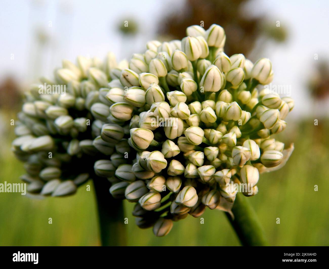 A selective focus shot of a Allium senescens flower Stock Photo