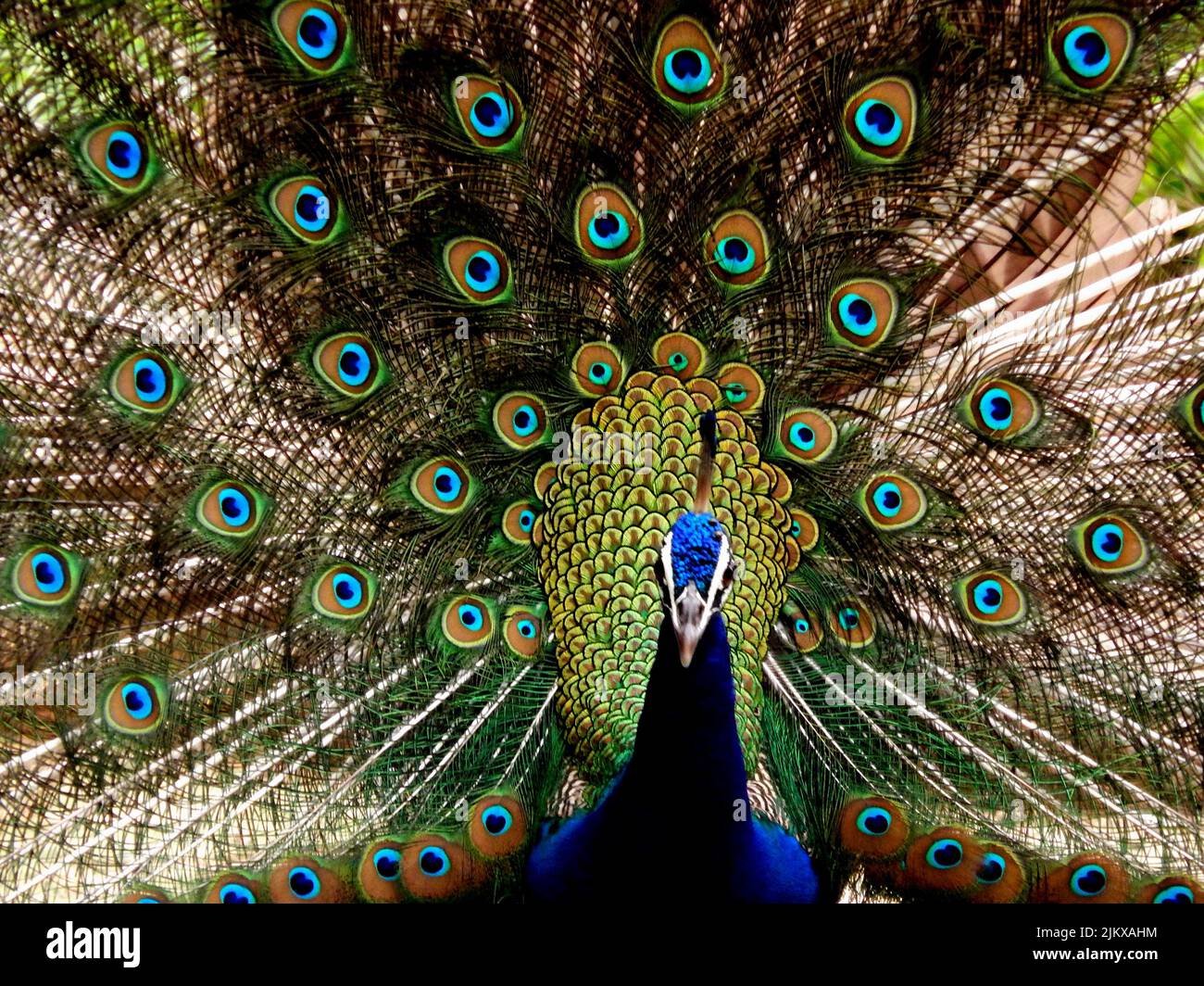 Closeup shot indian peafowl hi-res stock photography and images - Alamy