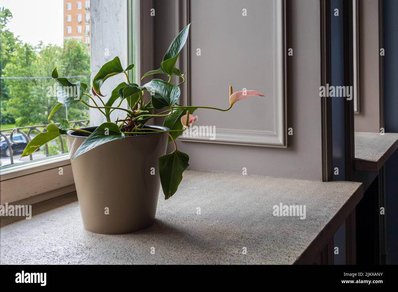 Anthurium in a ceramic pot on a wide stone window sill in a stylish interior Stock Photo