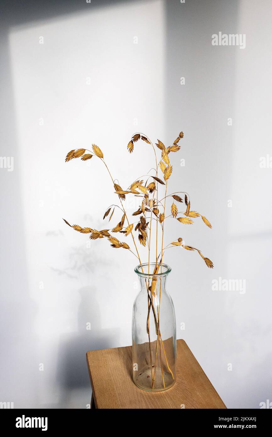 Bromus secalinus in a transparent vase on a wooden table against a white wall with a window shadow. Place for text. Ready layout. vertical frame Stock Photo