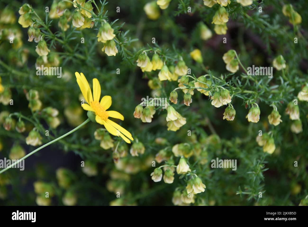 A closeup shot of African Bush Daisy flowers in a garden with green leaves Stock Photo