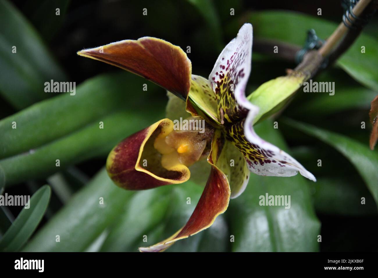 A closeup shot of a Venus Slipper flower in a garden surrounded by green leaves Stock Photo