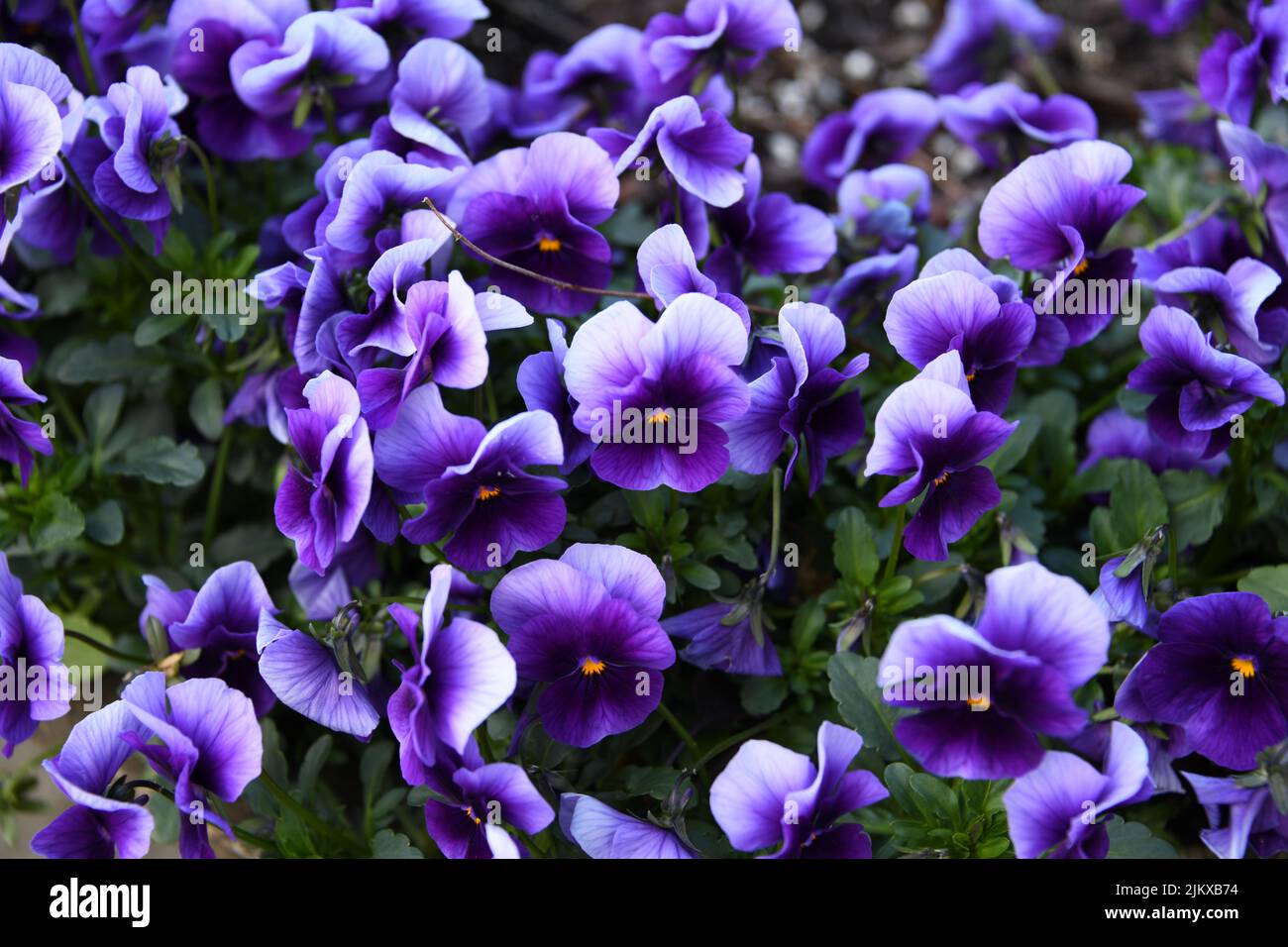 A closeup shot of beautiful Viola flowers with violet petals in a green garden Stock Photo