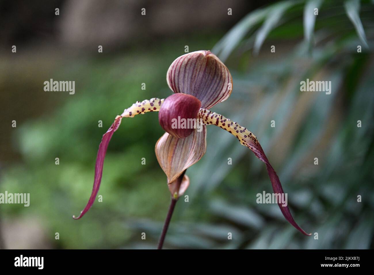 A closeup shot of a Venus Slipper flower in a garden surrounded by green leaves Stock Photo