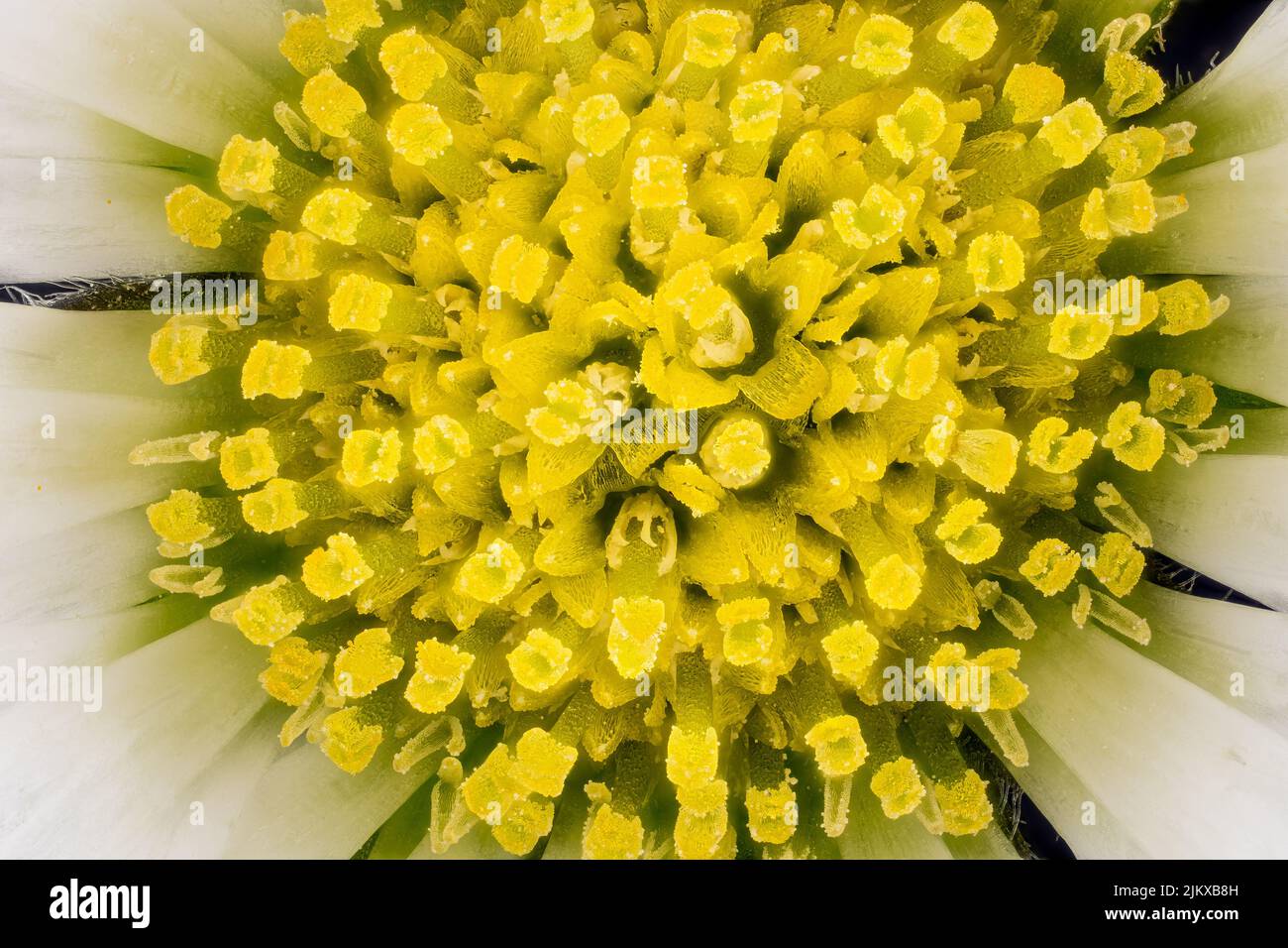 Tiny daisy flower under microscope yellow stamen visible, image width 9mm Stock Photo