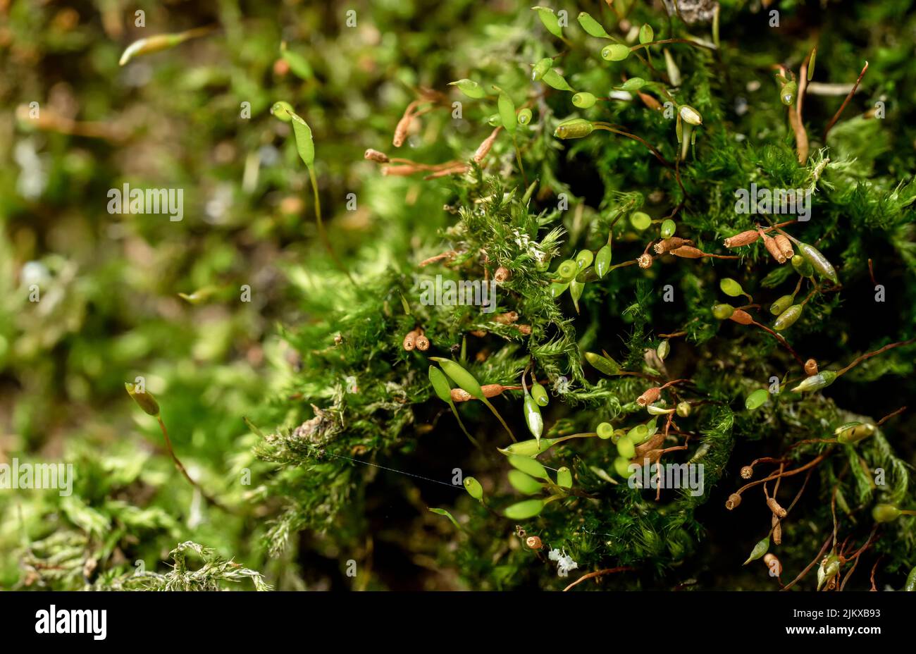 Fine green moss growing on tree Stock Photo