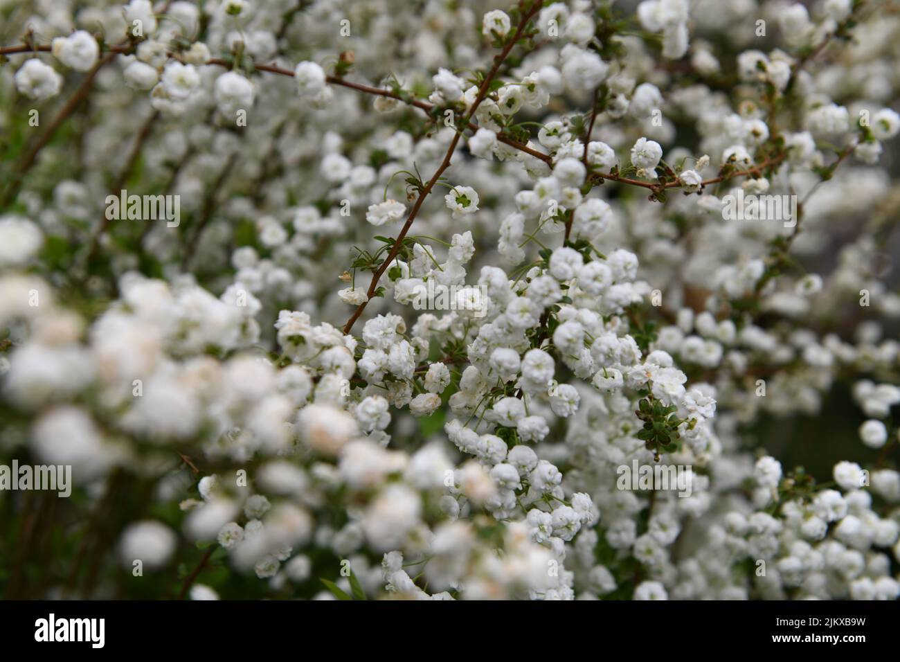 A closeup shot of beautiful white Spirea flower blossom on a tree in a green garden Stock Photo