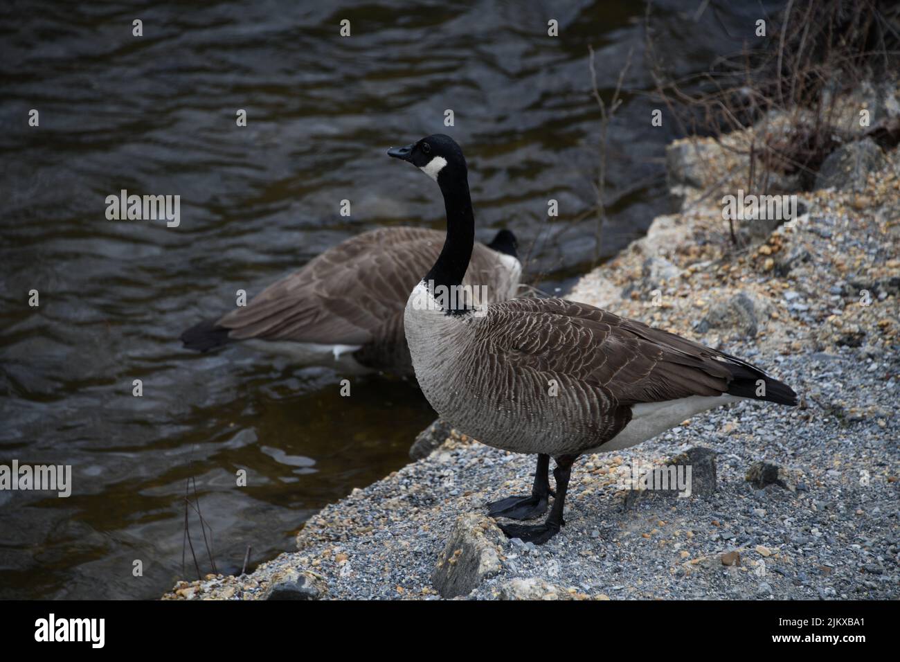 A shallow focus shot of a two Canada Geese standing on the coast near a lake Stock Photo