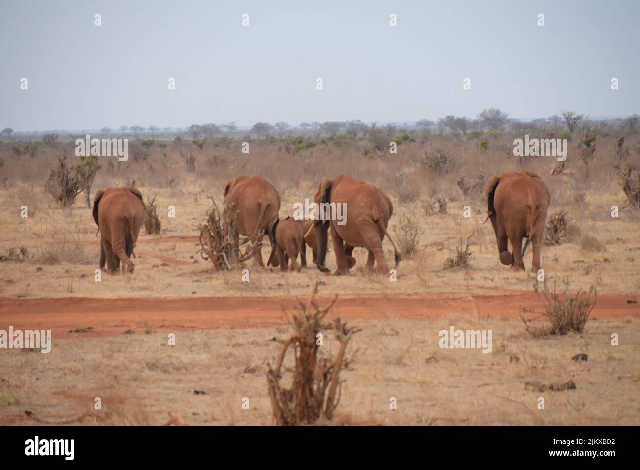 A family of elephants following a trail In Tsavo East National Park Stock Photo