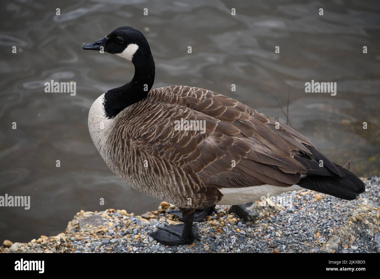 A shallow focus shot of a Canada Goose standing on the coast near a lake Stock Photo