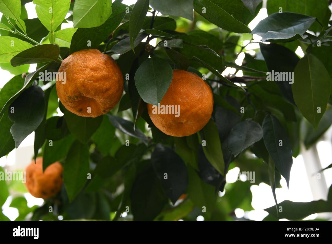 A shallow focus shot of Bitter Oranges on a tree in a green garden Stock Photo
