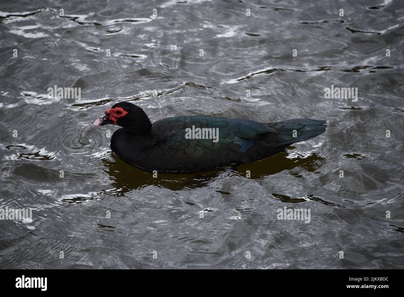 A Muscovy Duck with black feathers swimming in a wavy gray lake Stock Photo