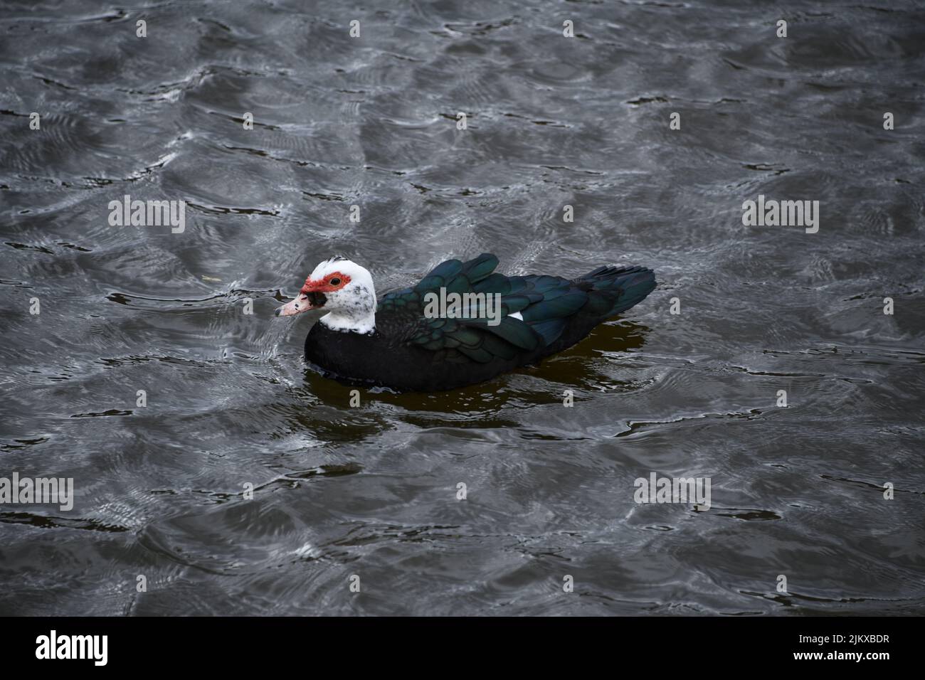 A Muscovy Duck with black feathers swimming in a wavy gray lake Stock Photo