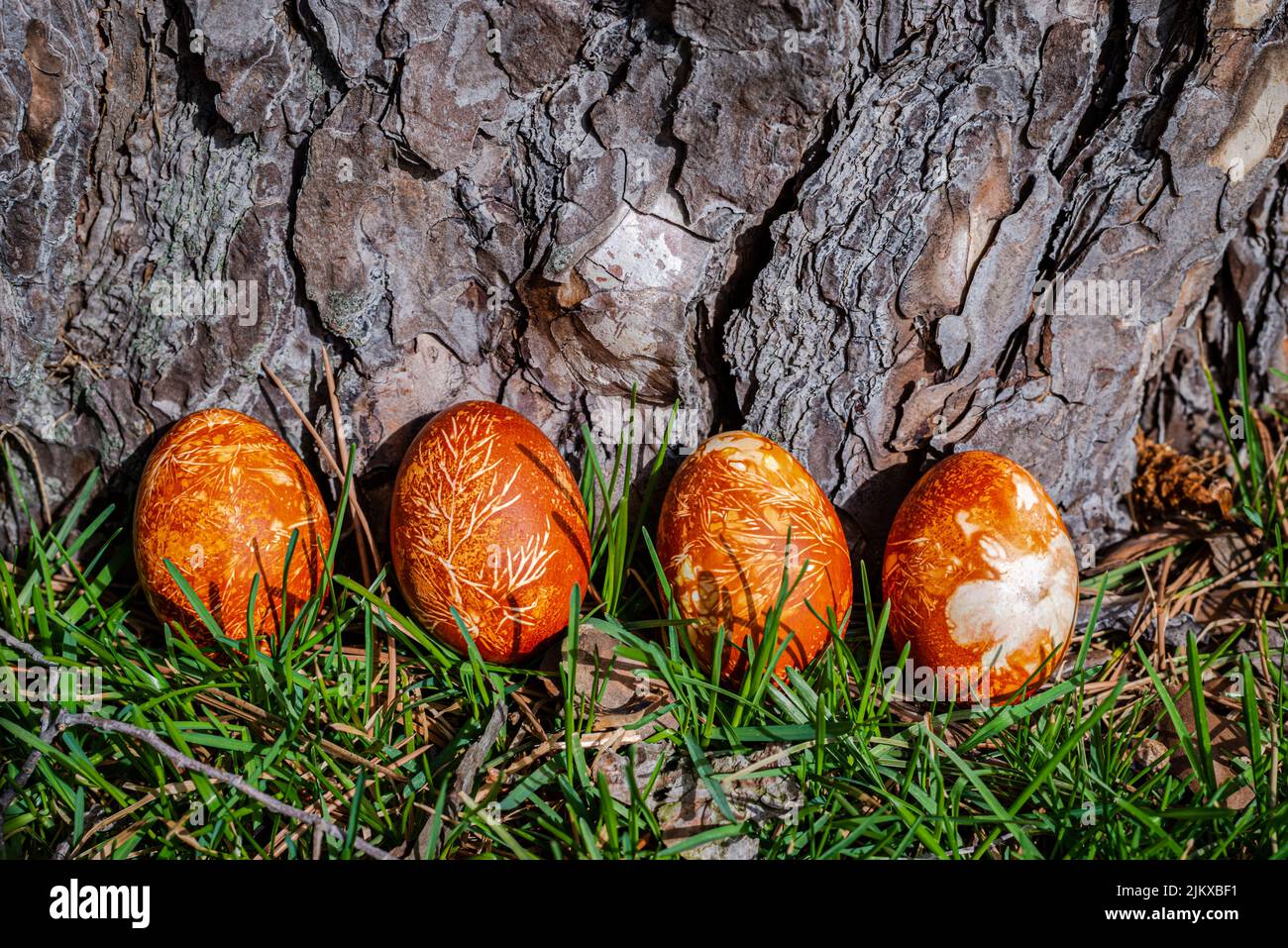 Easter Eggs Naturally Dyed with Onion Skins Stock Photo Alamy