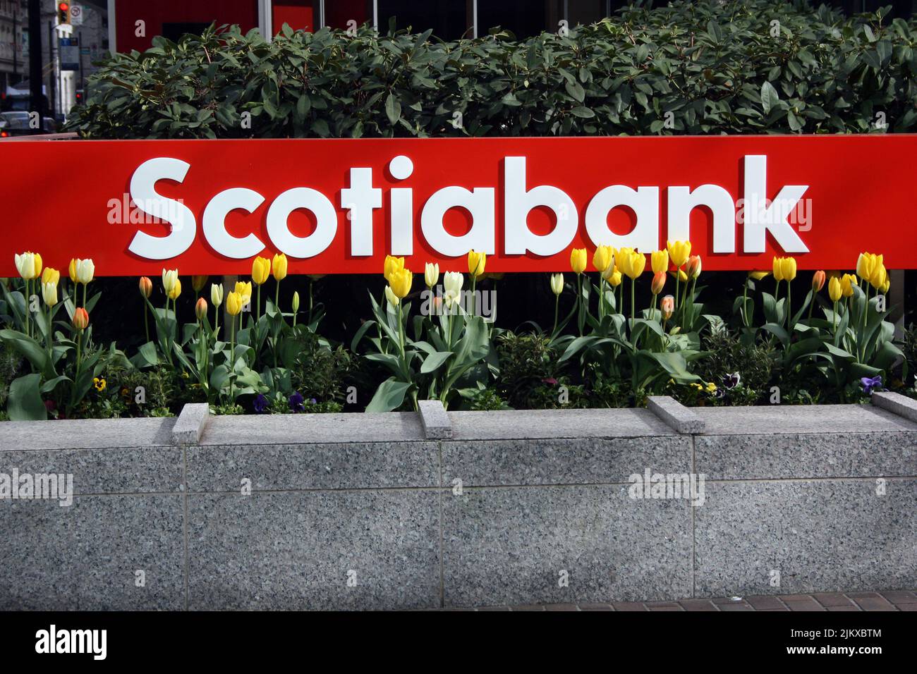 The Scotiabank signage and yellow tulip flowers in downtown Vancouver