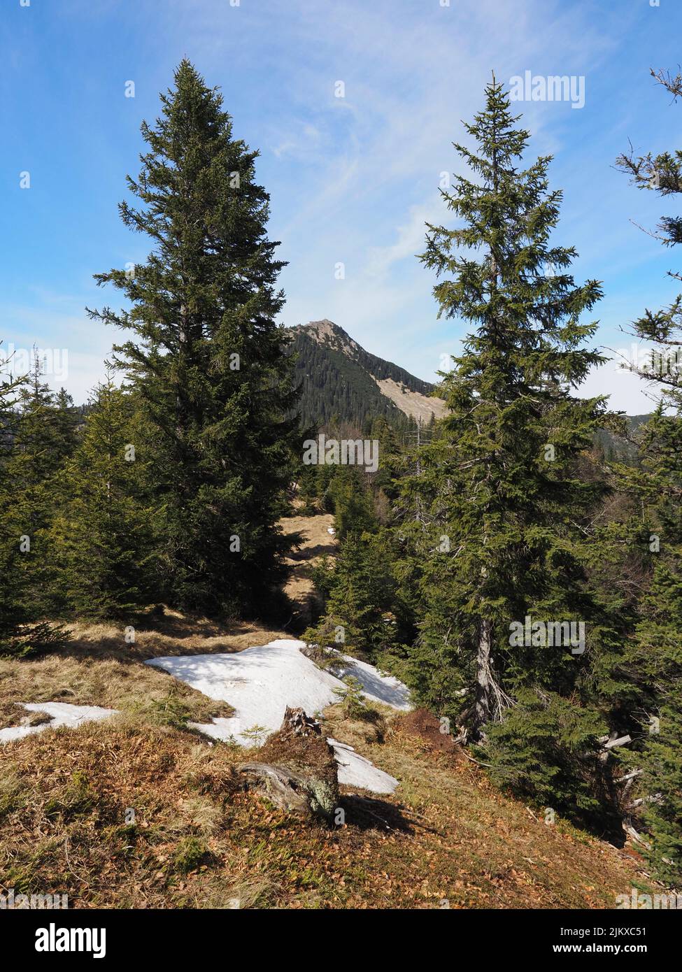 A vertical scenic view of trees in the Heimgarten mountain on a sunny day, in Germany Stock Photo