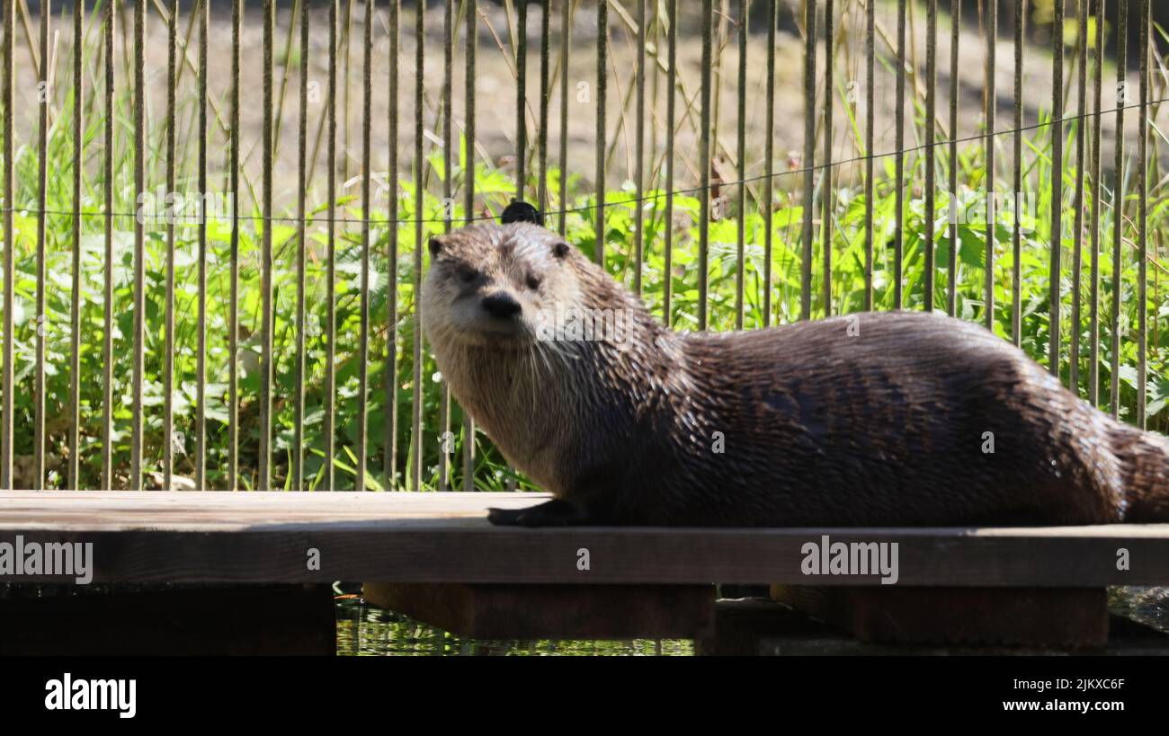 Brown otter hi-res stock photography and images - Alamy Brown otter hi-res stock photography and images - Alamy