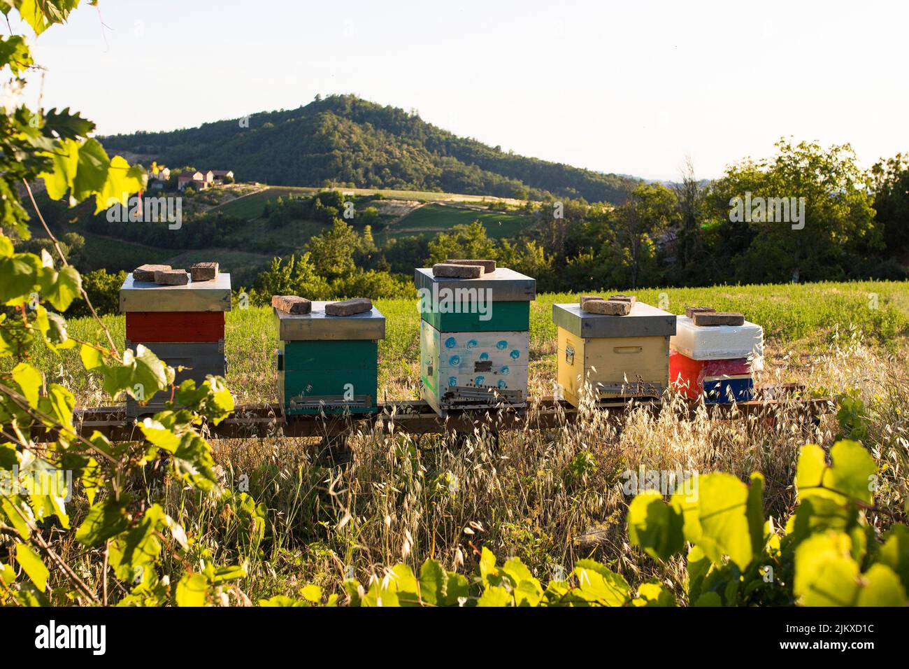 Man-made bee hives in a country hill landscape in summer. Beekeeping or apiculture is getting popular. Stock Photo