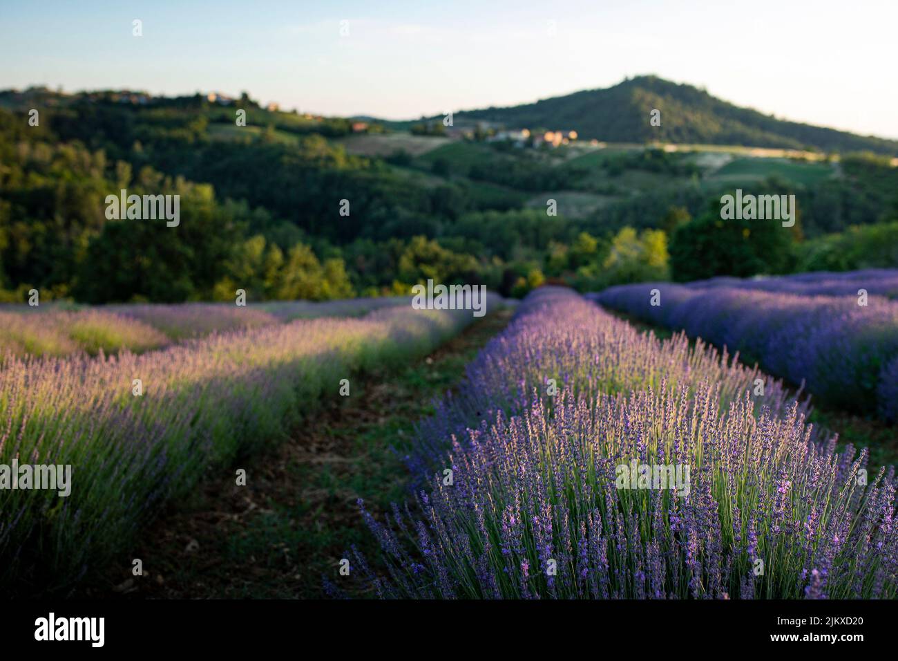Lavender field in bloom at sunset with hills in the background. Selective focus. Oltrepo' Pavese, northern Italy. Stock Photo