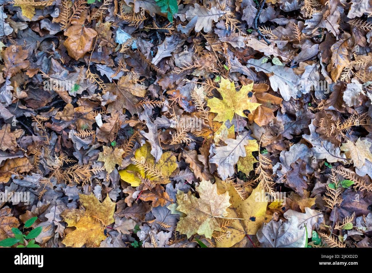 Background of autumn dry leaves, top view. Light brown fallen leaves ...