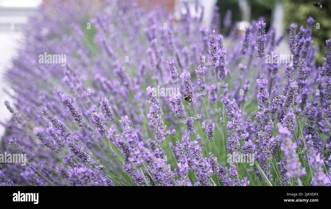 Flying bumblebee gathering pollen from lavender blossoms. Close up