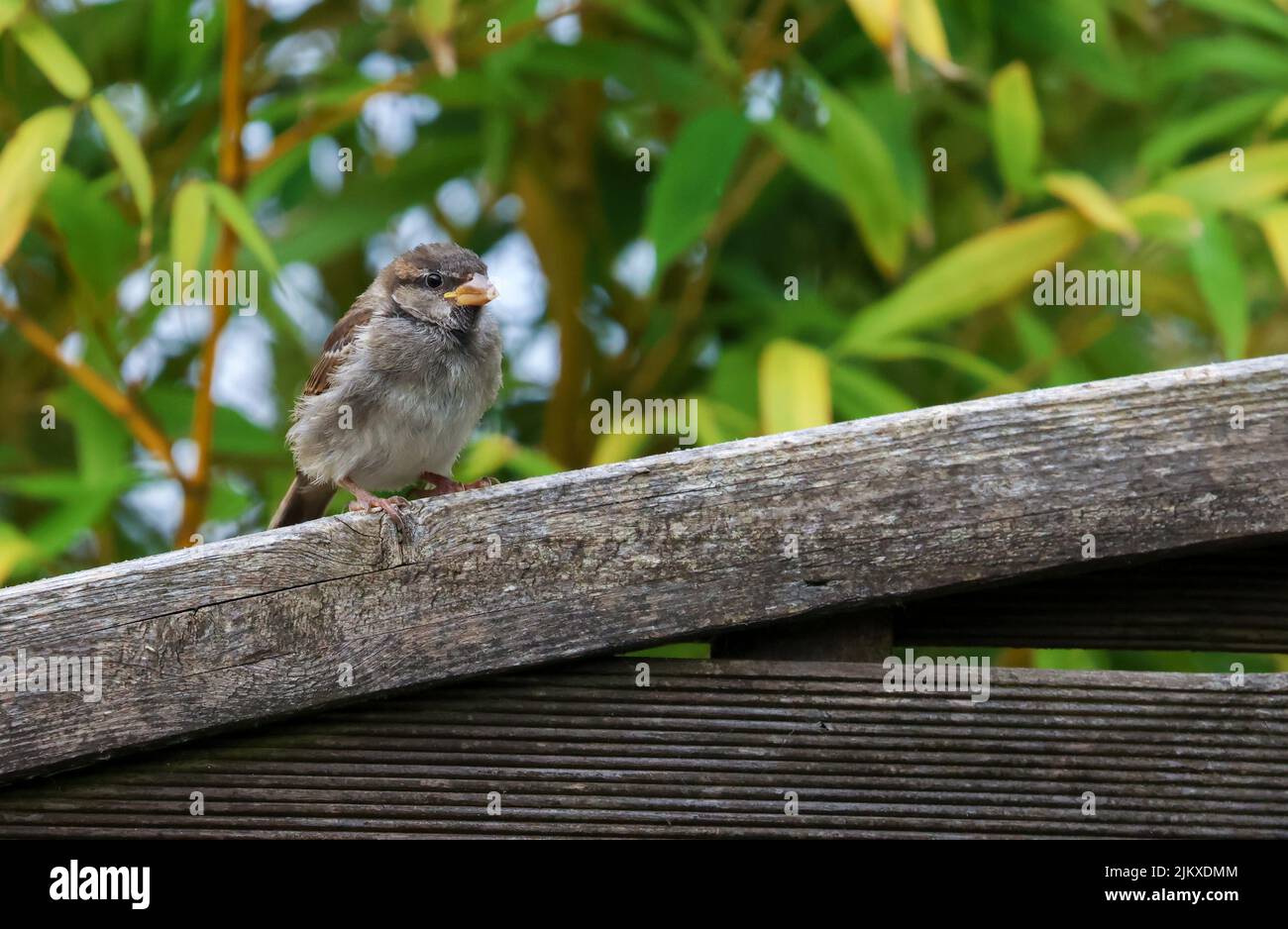 House sparrow chick stands on garden fence with green leaf background. 'Passer domesticus' baby bird with fluffy feathers. Dublin, Ireland Stock Photo