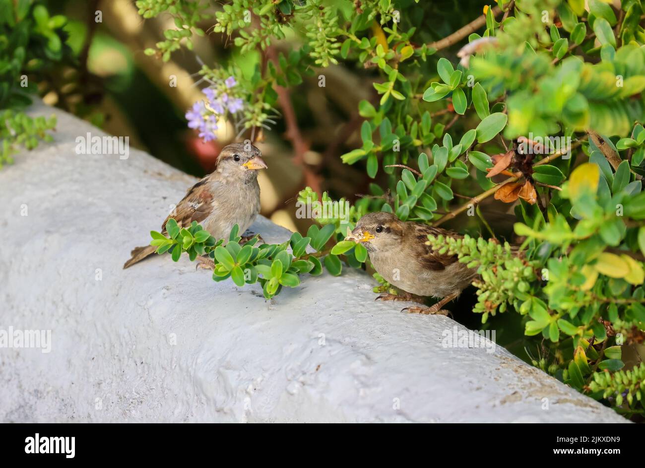 Two House sparrow chicks 'Passer domesticus' sitting on wall beneath green shrub. One funny bird has food in beak. Dublin, Ireland Stock Photo